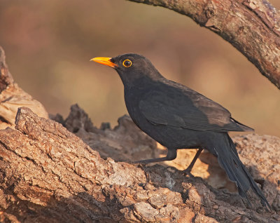 Merlo: Turdus merula. En.: Blackbird