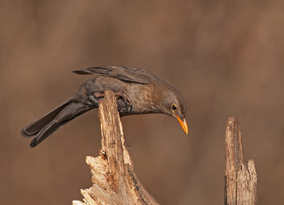 Merlo: Turdus merula. En.: Blackbird