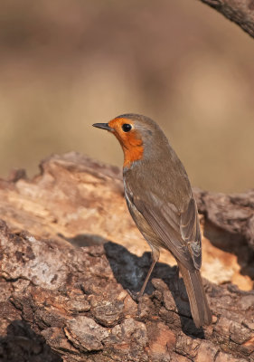 Pettirosso: Erithacus rubecola. En.: Robin