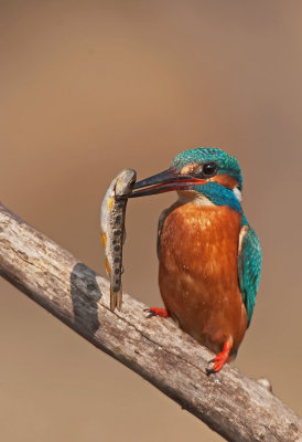 Martin Pescatore: Alcedo atthis. En.: Common Kingfisher