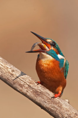 Martin Pescatore: Alcedo atthis. En.: Common Kingfisher