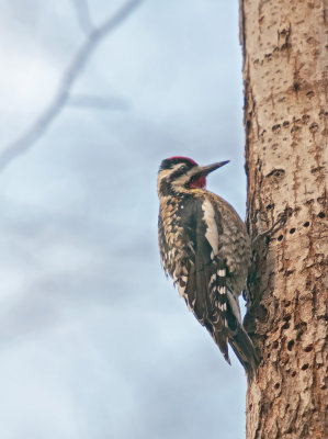 Picchio ventregiallo: Sphyrapicus varius. En.: Yellow-bellied Sapsucker