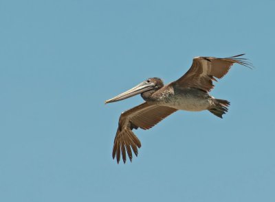 Pellicano bruno: Pelecanus occidentalis. En.: Brown Pelican