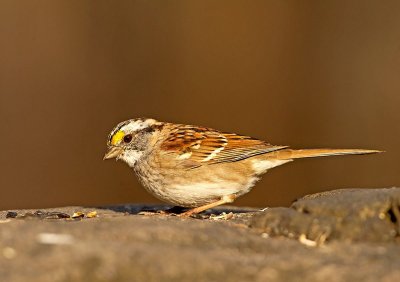 Passero golabianca: Zonotrichia albicollis. E.: White-throated Sparrow 