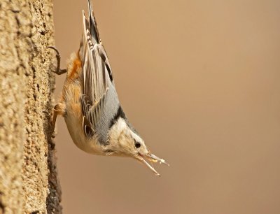 Picchio muratore pettofulvo: Sitta Canadensis. En.: Red-breasted Nuthatch