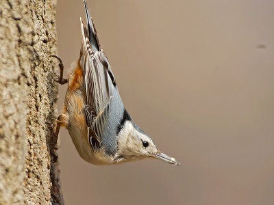 Picchio muratore pettofulvo: Sitta Canadensis. En.: Red-breasted Nuthatch