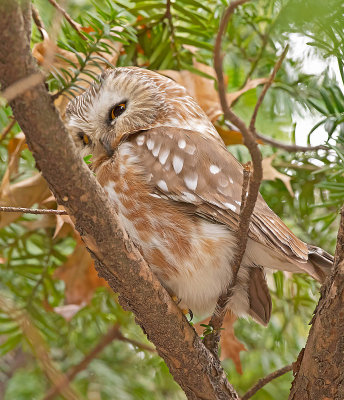 Civetta capogrosso del Nordamerica: Aegolius acadicus. En.: Northern Saw-whet Owl