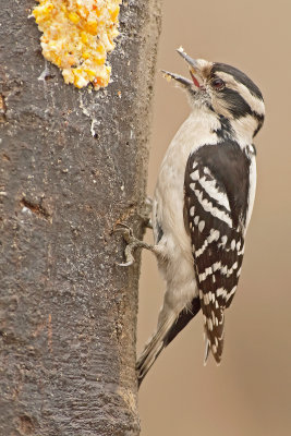 Picchio vellutato: Picoides pubescens. En.: Downy Woodpecker -F-