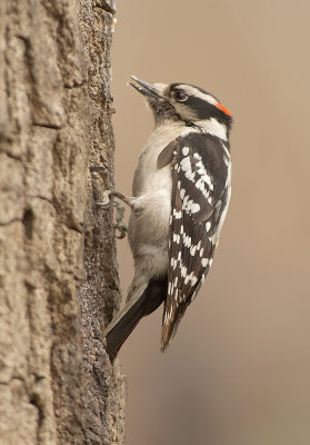 Picchio vellutato: Picoides pubescens. En.: Downy Woodpecker -M-