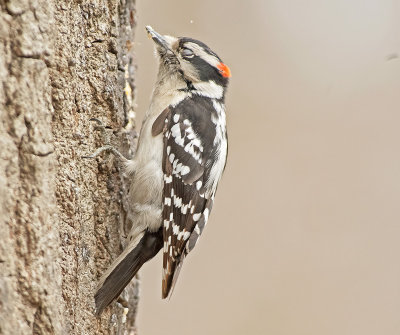 Picchio vellutato: Picoides pubescens. En.: Downy Woodpecker -M-
