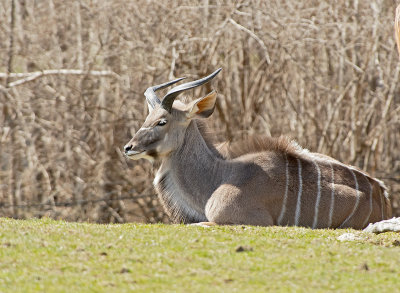 Mammals to be classified