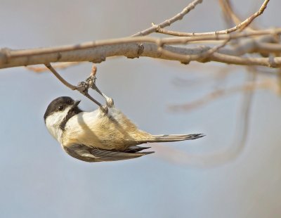 Cincia bigia americana: Poecile atricapillus. En.: Black-capped Chickadee