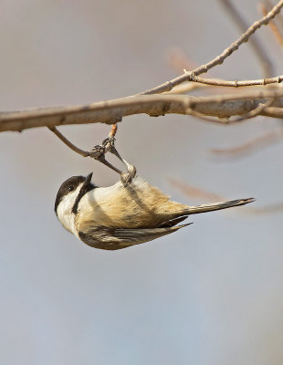 Cincia bigia americana: Poecile atricapillus. En.: Black-capped Chickadee