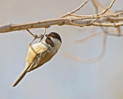 Cincia bigia americana: Poecile atricapillus. En.: Black-capped Chickadee