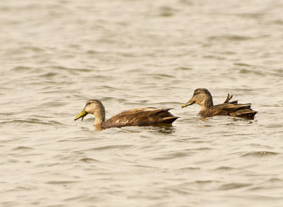 Anatra zamperosse: Anas rubripes. En.: American Black Duck