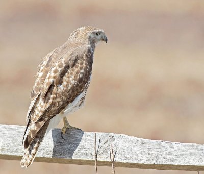 Poiana della Giamaica: Buteo jamaicensis. E.: Red-tailed Hawk - juvenile -