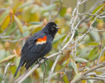 Ittero alirosse: Agelaius phoeniceus. En. Red-winged Blackbird