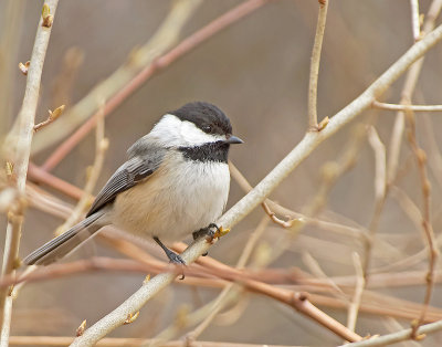 Cincia bigia americana: Poecile atricapillus. En.: Black-capped Chickadee