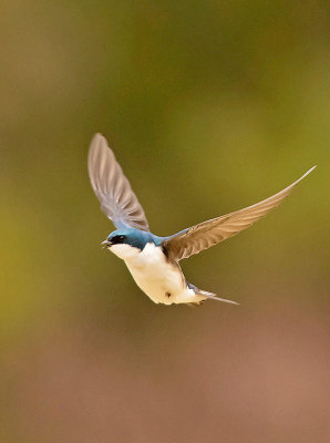 Hirundinidae