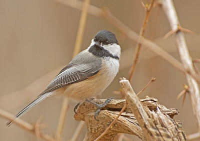 Cincia bigia americana: Poecile atricapillus. En.: Black-capped Chickadee