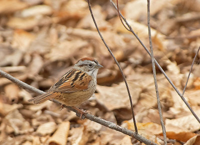 Passero delle paludi: Melospiza georgiana. En.: Swamp Sparrow