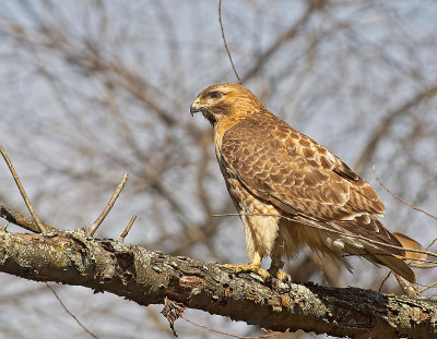 Poiana della Giamaica: Buteo jamaicensis. E.: Red-tailed Hawk