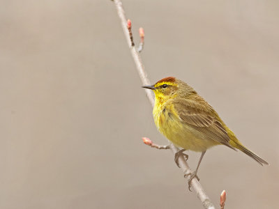 Dendroica delle palme: Dendroica palmarum. En.: Eastern Palm Warbler