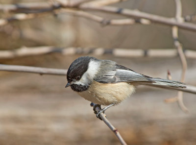 Cincia bigia americana: Poecile atricapillus. En.: Black-capped Chickadee