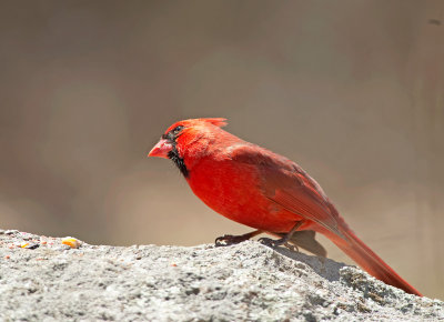 Cardinale rosso: Cardinalis cardinalis. En: Northern Cardinal 