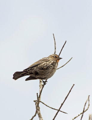 Ittero alirosse: Agelaius phoeniceus. En. Red-winged Blackbird - F -