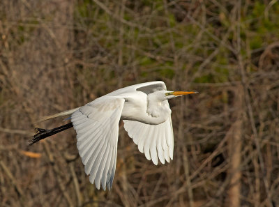 Airone bianco maggiore: Ardea alba. En.: Western Great Egret