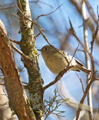 Regolo americano: Regulus calendula. En.: Ruby-crowned Kinglet -F-