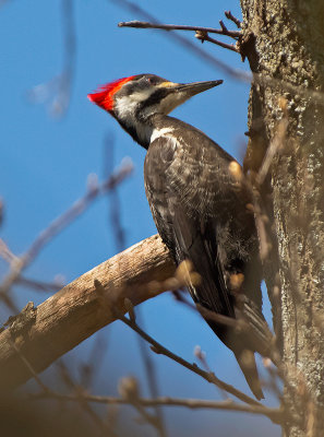 Picchio pileato: Dryocopus pileatus. En.: Pileated Woodpecker