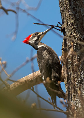 Picchio pileato: Dryocopus pileatus. En.: Pileated Woodpecker