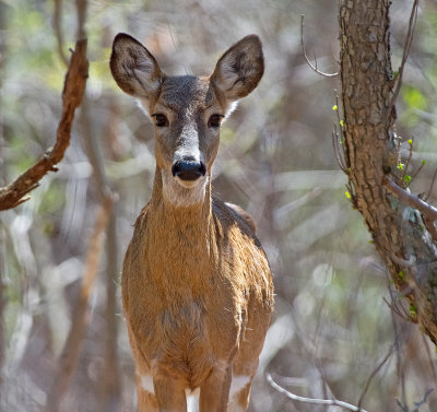 Cervo: Cervus elaphus. En.: Red Deer - F -