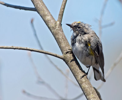 Dendroica groppone giallo: Dendroica coronata. En.: Yellow-rumped Warbler