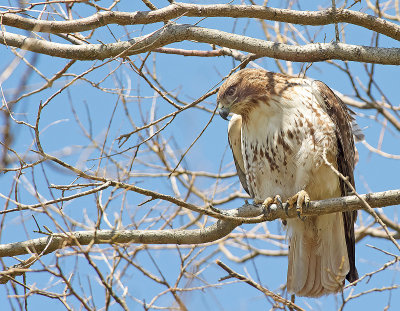 Poiana della Giamaica: Buteo jamaicensis. E.: Red-tailed Hawk