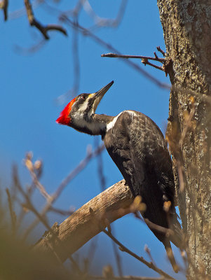 Picchio pileato: Dryocopus pileatus. En.: Pileated Woodpecker