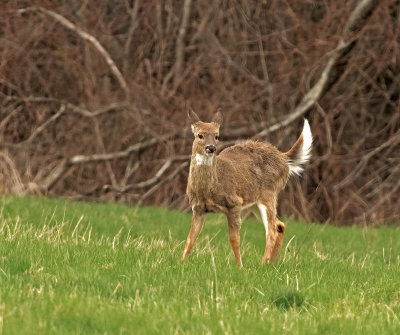 Cervo: Cervus elaphus. En.: Red Deer - F -