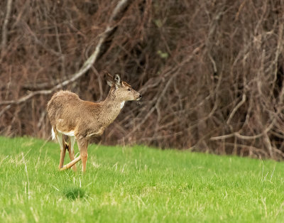 Cervo: Cervus elaphus. En.: Red Deer - F -