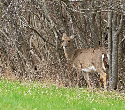 Cervo: Cervus elaphus. En.: Red Deer - F -