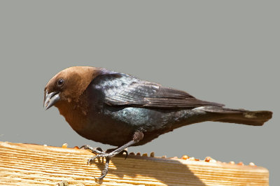 Molotro testabruna: Molothrus ater. En.: Brown-headed Cowbird - M -