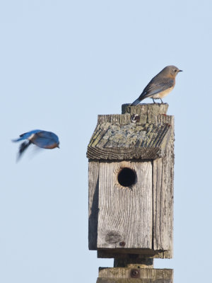 Bluebirds March 2011 -1