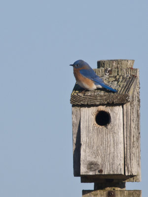 Bluebirds March 2011 -2