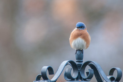 Bluebird posing on lamp