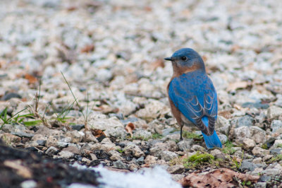 Bluebird on gravel