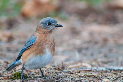Bluebird up close