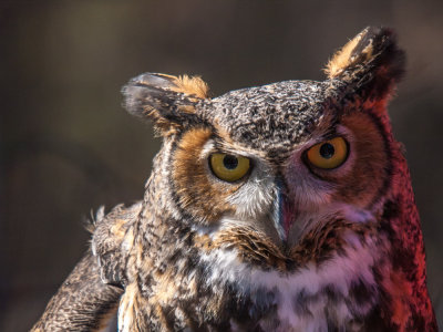 Geat Horned Owl