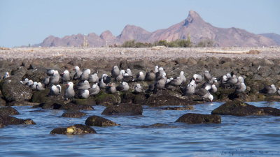 kino_bay_kayaking