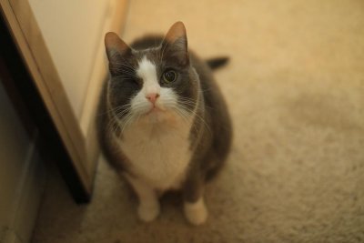Sox (1999-2015)